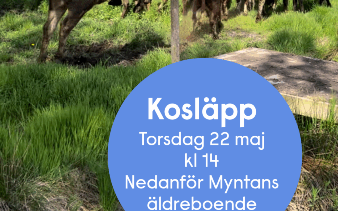 Kosläpp vid Myntan på Arnö 22 maj