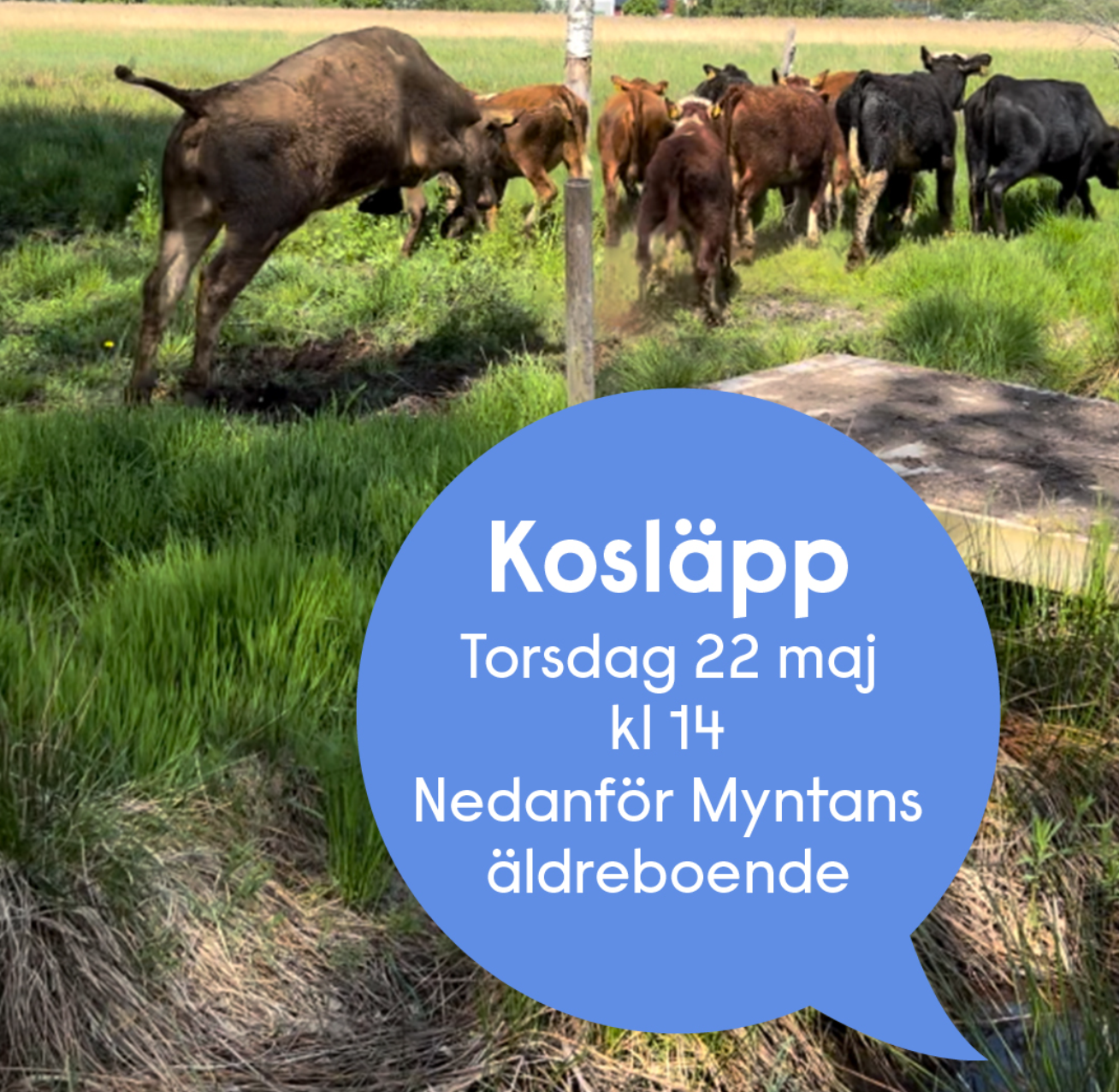 Kosläpp Nyköping 2025 Nedanför Myntans äldreboende